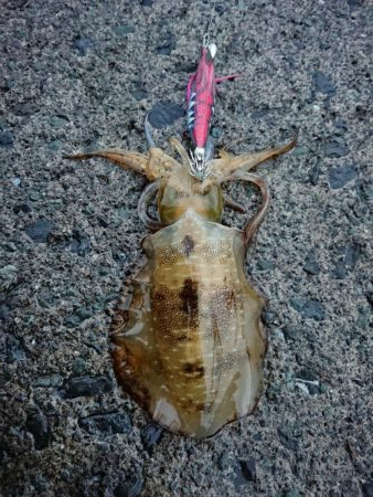 ようやく300ｇUP