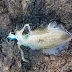 渋いながらもチョイ良型