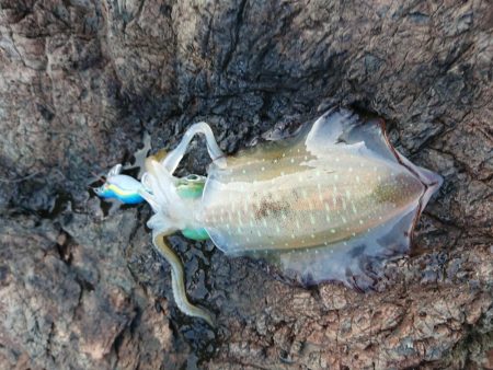 渋いながらもチョイ良型