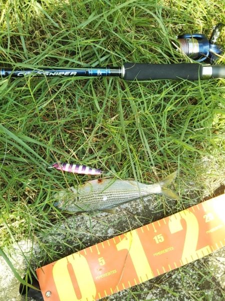 超！短い朝マヅメ