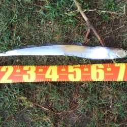 朝マヅメは超!満員