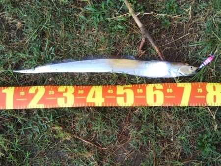 朝マヅメは超!満員