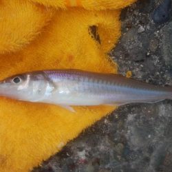 潮動き悪く良型キス不発の播磨新島