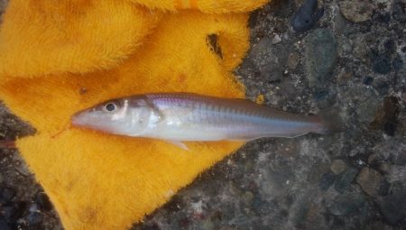 潮動き悪く良型キス不発の播磨新島