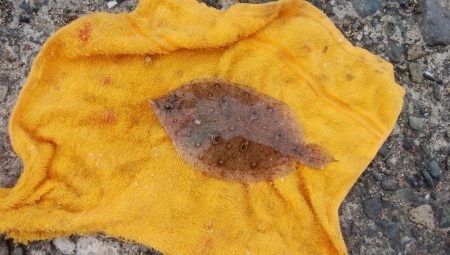 潮の動き良い播磨新島釣行