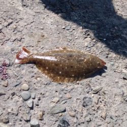 暴風の播磨新島釣行