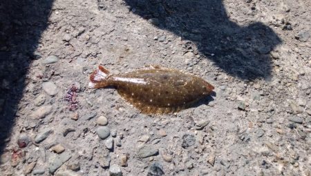 暴風の播磨新島釣行