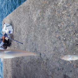 台風通過後2日目にキスが復活した播磨新島