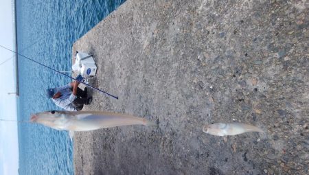 台風通過後2日目にキスが復活した播磨新島