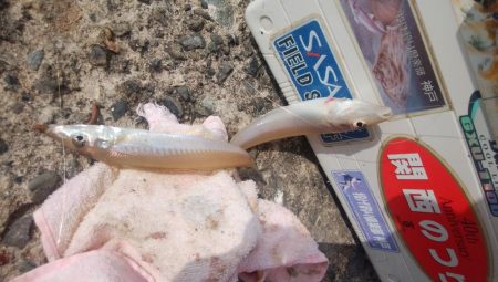 今日も、まずまずの播磨新島釣行