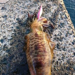 今年初のアオリイカ釣行