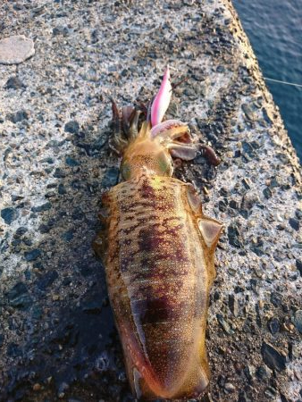 今年初のアオリイカ釣行