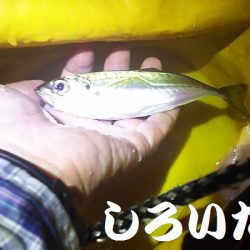 今日のアジ釣りは厳しかった。