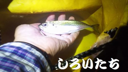 今日のアジ釣りは厳しかった。