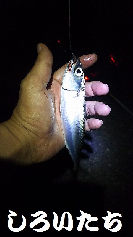 タチウオはまだ?