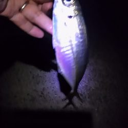姫路アジをアジングでも釣ってみた