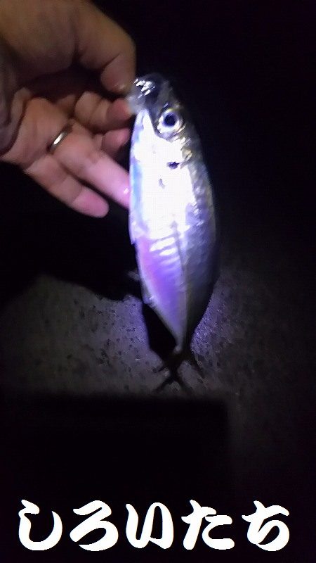 姫路アジをアジングでも釣ってみた