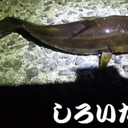 今日も、アジを狙いにいきました。