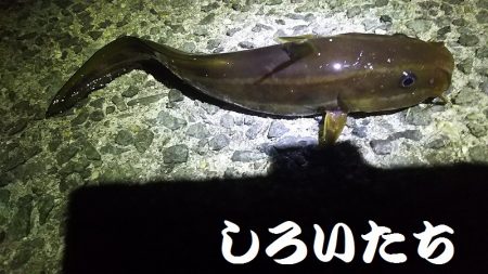 今日も、アジを狙いにいきました。