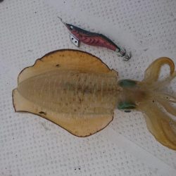 ボートエギング1