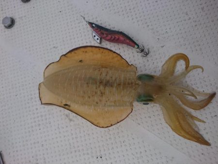 ボートエギング1