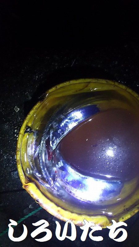 ようこそ、タチウオちゃん達、まってたよ。