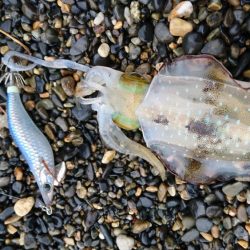 アオリイカ6杯 コウイカバラシ