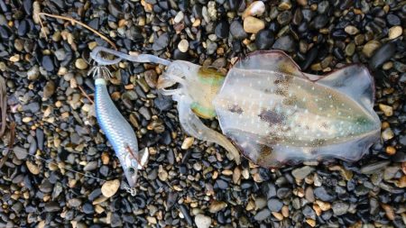 アオリイカ6杯 コウイカバラシ