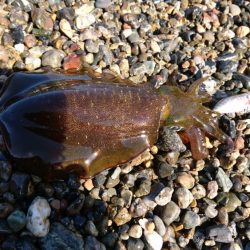 サーフと地磯エギング