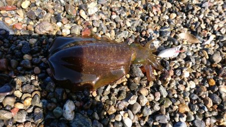 サーフと地磯エギング
