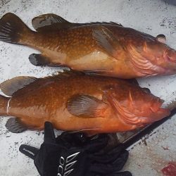 ジギングシーズン始まるよー