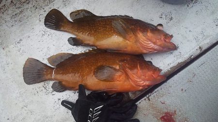 ジギングシーズン始まるよー