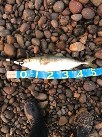 青モノきたー！