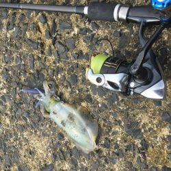 秋アオリイカ調査。湯梨浜町