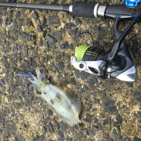 秋アオリイカ調査。湯梨浜町