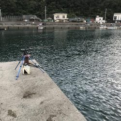 新子渋々、豆アジ大漁f^_^;