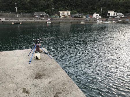 新子渋々、豆アジ大漁f^_^;