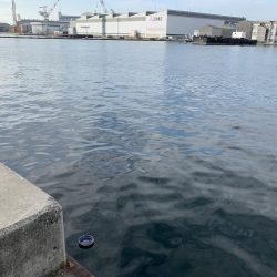 いつものハマちゃん