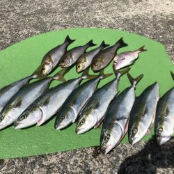 ツバス→ハマチ