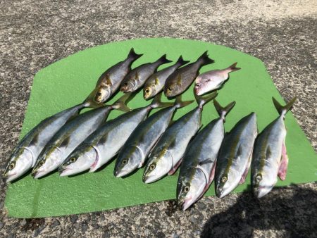 ツバス→ハマチ