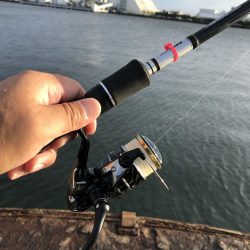 タチウオきてるよ