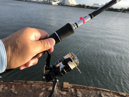 タチウオきてるよ