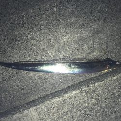 青物に代わり太刀魚が