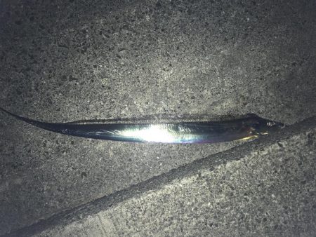 青物に代わり太刀魚が