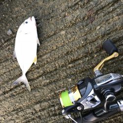 トップでキビレ!