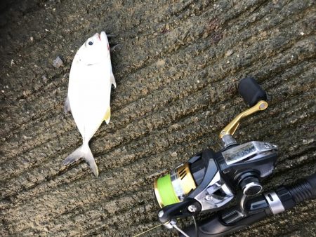 トップでキビレ!