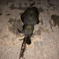 イカのサイズアップが見られる頃