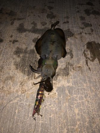 イカのサイズアップが見られる頃