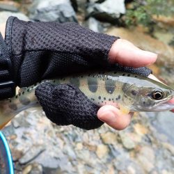 揖保川渓流釣り最終日