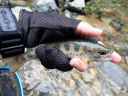 揖保川渓流釣り最終日